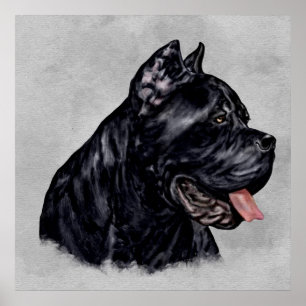Poster Portrait de Cane Corso