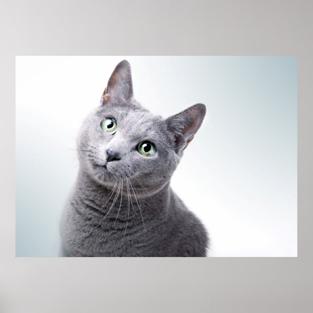 Poster Portrait de chat (Devant)