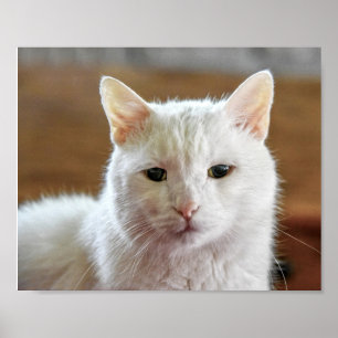 Poster Portrait de chat blanc Angora turc