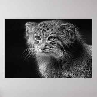 Poster Portrait de chat de Pallas