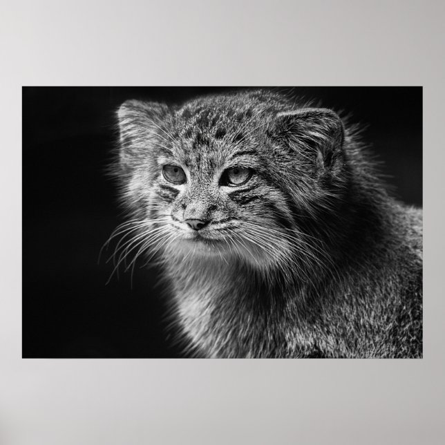 Poster Portrait de chat de Pallas (Devant)