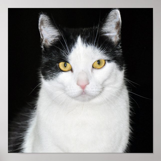 Poster Portrait de chat noir et blanc (Devant)