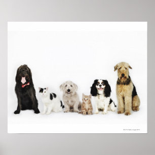 Poster Portrait de chats et de chiens assis ensemble
