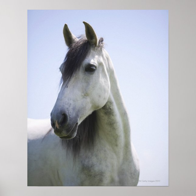 Poster portrait de cheval blanc (Devant)