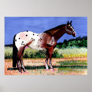 Poster Portrait de cheval d'Appaloosa