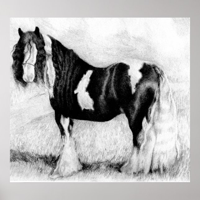Poster Portrait de Cheval de Cob Tzigane (Devant)