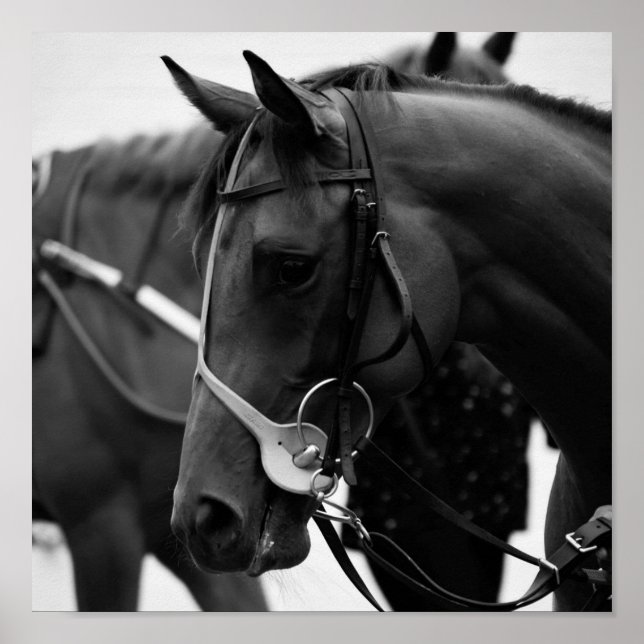 Poster Portrait de cheval en noir et blanc (Devant)