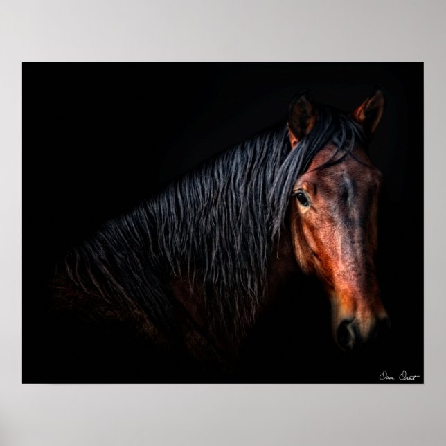 Poster Portrait de cheval VII (Devant)