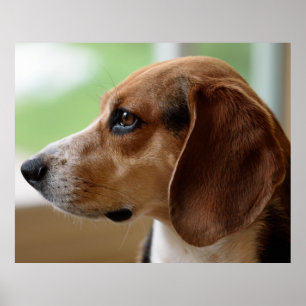 Poster Portrait de chien beagle