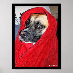 Poster Portrait de chien dans une couverture rouge