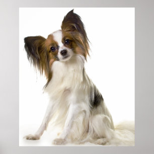 Poster Portrait de chien Papillon