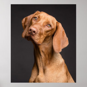 Poster Portrait de chien vizsla sur un arrière - plan noi