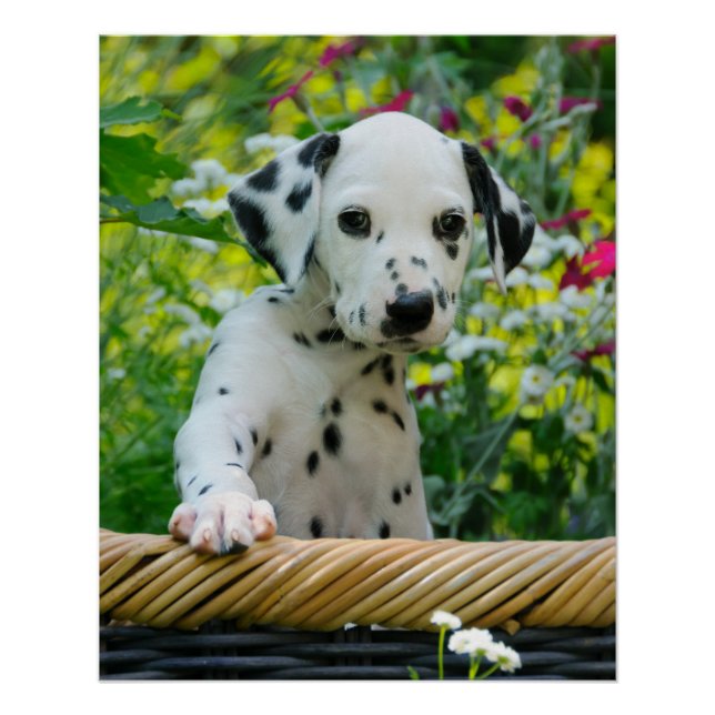 Poster Portrait de chiot de Chien de Dalmatie mignon, pho (Devant)