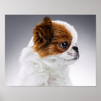 Poster Portrait de chiot japonais mignon