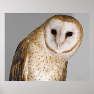 Poster Portrait de chouette de grange (Tyto alba).