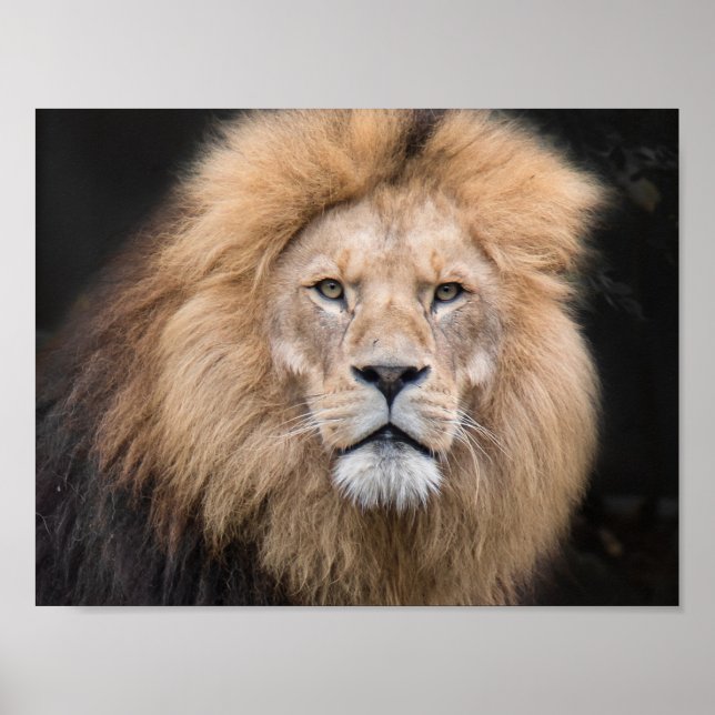 Poster Portrait de Closeup (Devant)