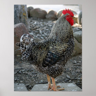 Poster Portrait de coq