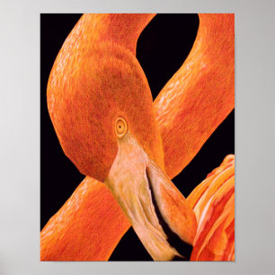 Poster Portrait de Flamant