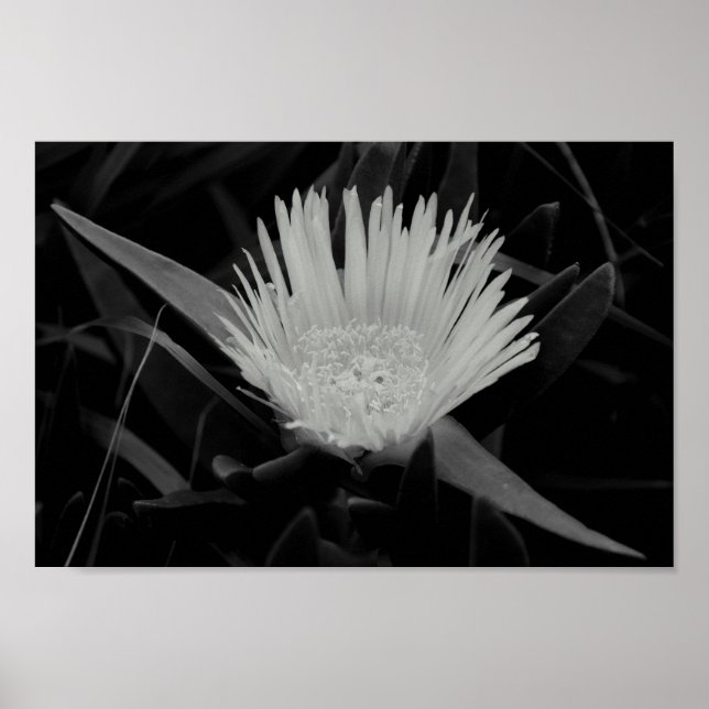 Poster Portrait de fleurs en noir et blanc (Devant)