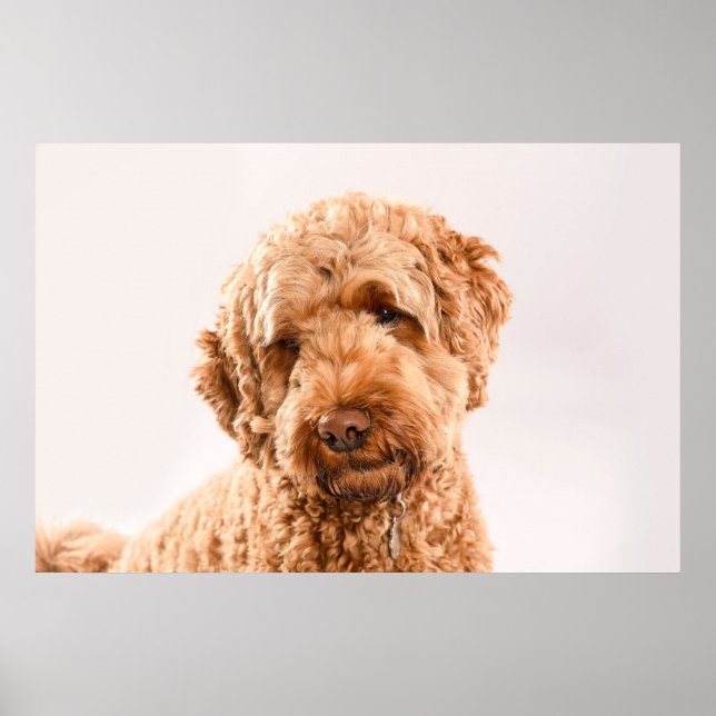 Poster Portrait de Goldendoodle Studio (Devant)