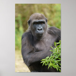 Poster Portrait de Gorilla