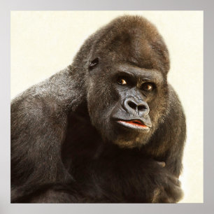 Poster Portrait de gorille de Silverback