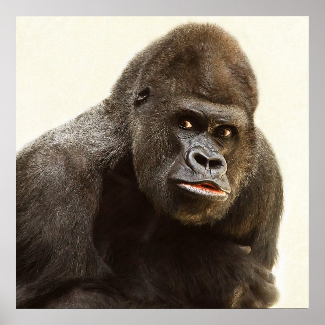 Poster Portrait de gorille de Silverback (Devant)