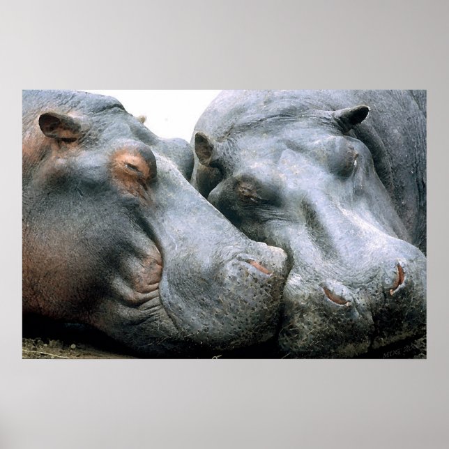Poster Portrait de Gossip Hippopotamus (Devant)