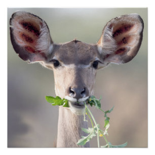 Poster Portrait de Kudu