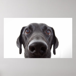 Poster Portrait de la collection Black Labrador