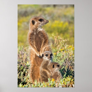 Poster Portrait de la famille Meerkat