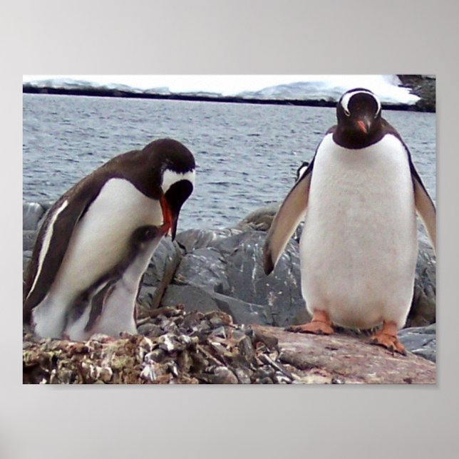 Poster Portrait de la famille Penguin (Devant)
