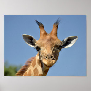 Tête de girafe de Filtergrafia en poster, tableau sur toile et plus
