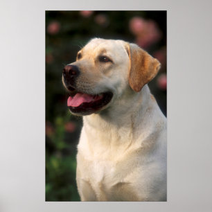 Poster Portrait De Labrador Retriever, Hilton