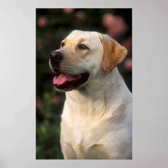 Poster Portrait De Labrador Retriever, Hilton (Devant)
