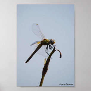 Poster Portrait de libellule avec canne