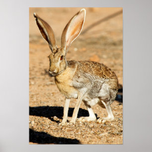 Poster Portrait de lièvre d'antilope, Arizona