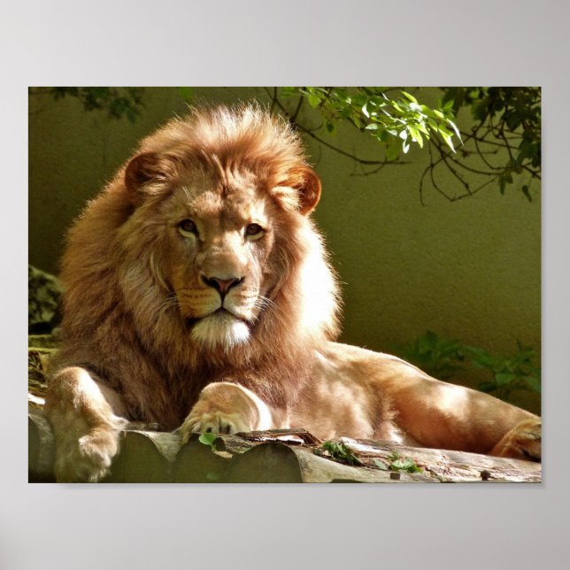 Poster Portrait de Lion (Devant)