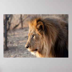 Poster Portrait de Lion
