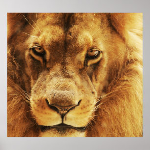 Poster Portrait de lion africain mâle.