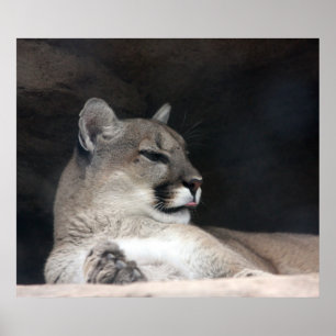 Poster Portrait de lion Cougar Mountain