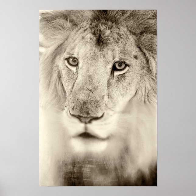 Poster Portrait de lion noir et blanc (Devant)