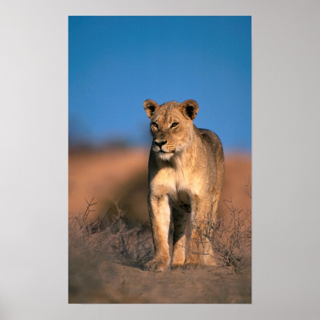 Poster Portrait De Lioness (Panthera Leo) (Devant)