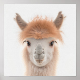Poster Portrait de llama de bébé mignonne (Alpaca)   1:1