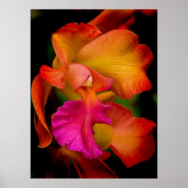 Poster Portrait de l'orchidée de Cattleya (Devant)