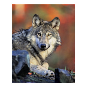 Poster Portrait de loup