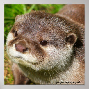 Poster Portrait de loutre