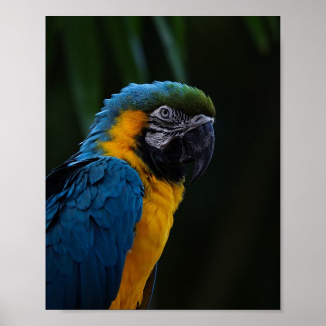 Poster Portrait De Macao Bleu Et Jaune - Perroquet (Devant)