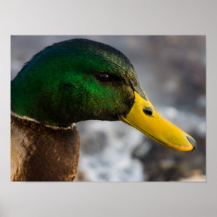 Poster Portrait de Male Mallard