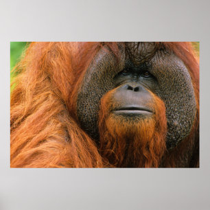 Poster Portrait de mâle orang-outan, Géorgie, États-Unis